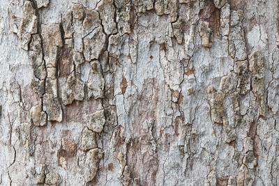 Photographic Print, , small
