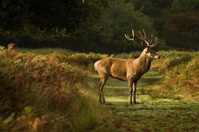 Photographic Print, , small