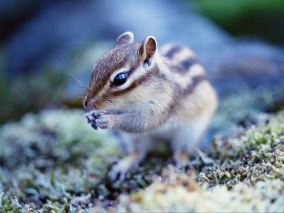 Photographic Print, , small