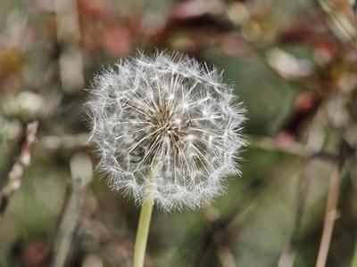 Photographic Print, , small