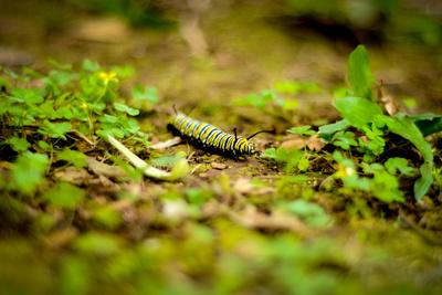 Photographic Print, , small