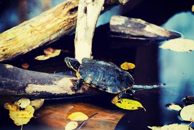 Photographic Print, , small