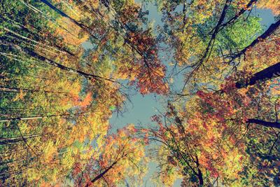 Photographic Print, , small