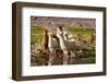 Llama in Argentina-Andrushko Galyna-Framed Photographic Print