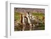 Llama in Argentina-Andrushko Galyna-Framed Photographic Print