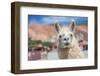 Llama in Purmamarca, Jujuy, Argentina.-Anibal Trejo-Framed Photographic Print