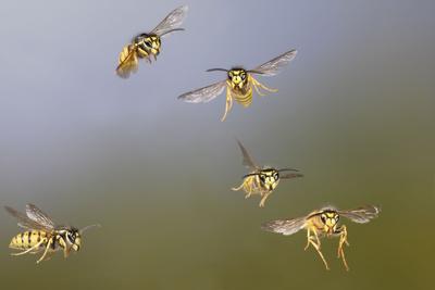 Photographic Print, , small