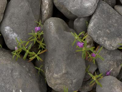 Photographic Print, , small