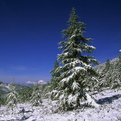 Photographic Print, , small