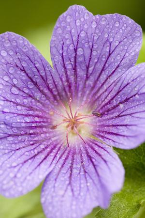 Photographic Print, , small