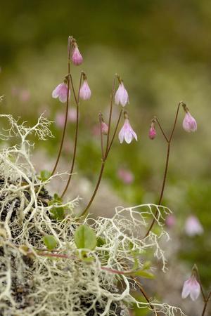 Photographic Print, , small