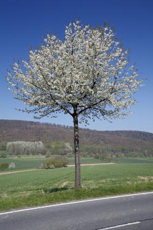 Photographic Print, , small