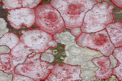 Photographic Print, , small