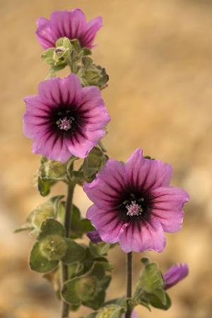 Photographic Print, , small