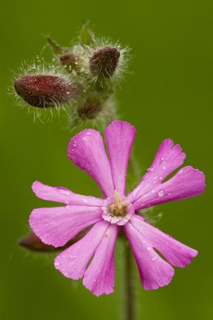 Photographic Print, , small