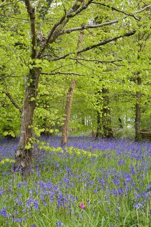 Photographic Print, , small