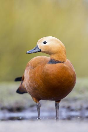 Photographic Print, , small