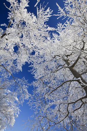 Photographic Print, , small