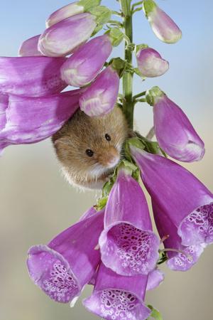 Photographic Print, , small