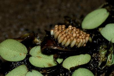 Photographic Print, , small