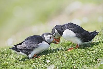 Photographic Print, , small