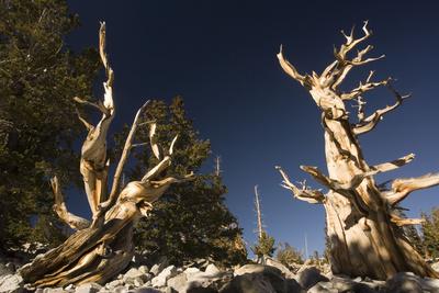 Photographic Print, , small