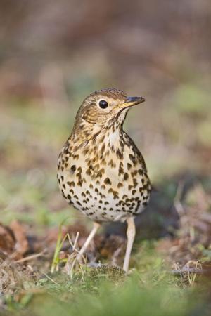 Photographic Print, , small