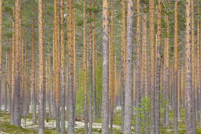 Photographic Print, , small