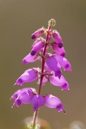 Photographic Print, , small