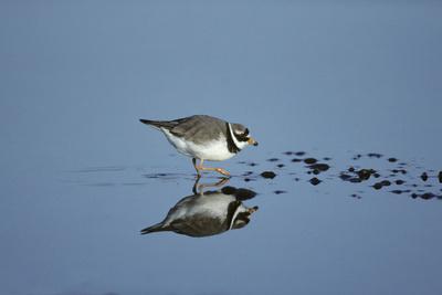 Photographic Print, , small