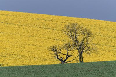 Photographic Print, , small
