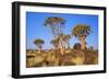 Quiver Tree Kokerboom Forest-null-Framed Photographic Print