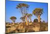 Quiver Tree Kokerboom Forest-null-Mounted Photographic Print