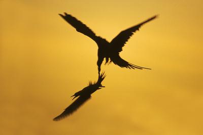 Photographic Print, , small