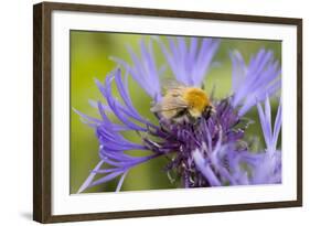 Shetland Bumblebee-null-Framed Photographic Print