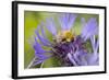 Shetland Bumblebee-null-Framed Photographic Print