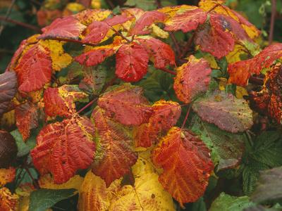 Photographic Print, , small