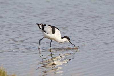 Photographic Print, , small