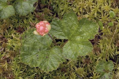 Photographic Print, , small