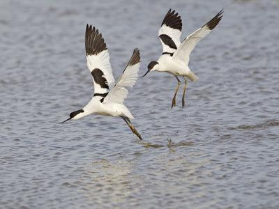 Photographic Print, , small