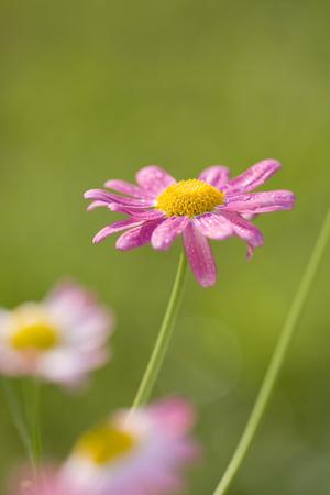 Photographic Print, , small