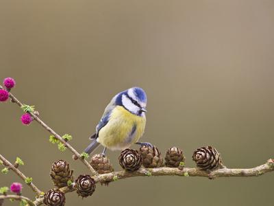 Photographic Print, , small