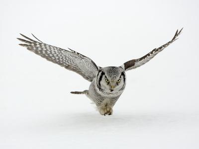 Photographic Print, , small