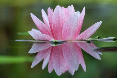 Photographic Print, , small