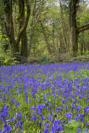 Photographic Print, , small