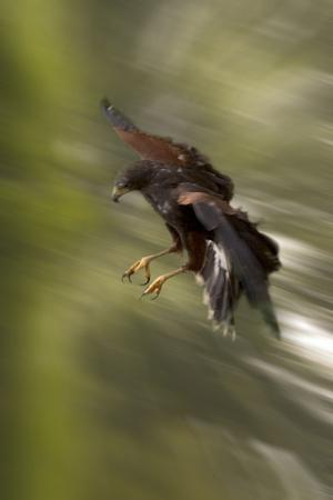 Photographic Print, , small