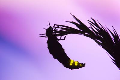 Photographic Print, , small