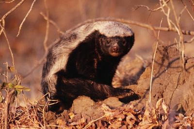 Photographic Print, , small