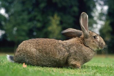 Photographic Print, , small