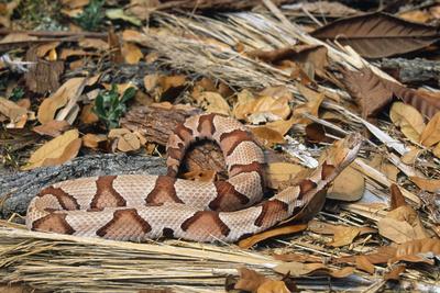 Photographic Print, , small